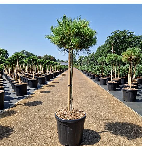 Pinus strobus Squiggles C15 Lit. Na steblu 50 cm Krošnja 25-30 cm