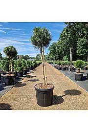 Pinus sylvestris Chantry Blue C15 Lit. Na steblu 60 cm Krošnja 30-35 cm