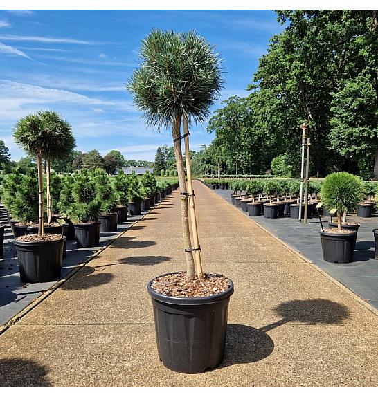 Pinus sylvestris Chantry Blue C15 Lit. Na steblu 60 cm Krošnja 30-35 cm