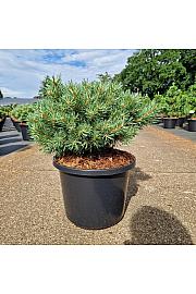 Pinus sylvestris Martham C12 Lit. 35-40 cm