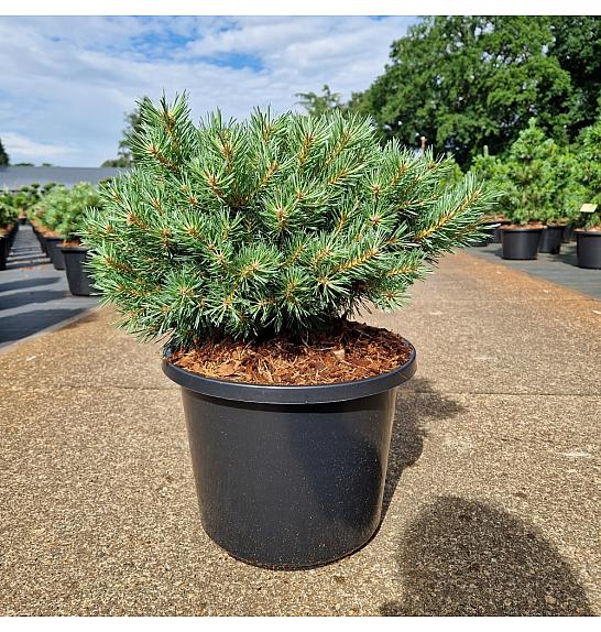 Pinus sylvestris Martham C12 Lit. 35-40 cm