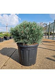 Pinus sylvestris Martham C18 Lit. 40-50 cm