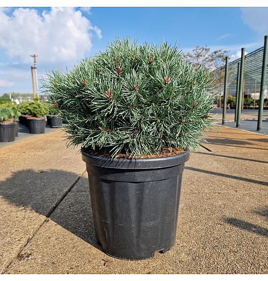 Pinus sylvestris Martham C18 Lit. 40-50 cm