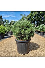 Pinus sylvestris Sandringham C20 Lit. 50+ cm