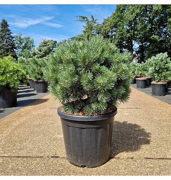 Pinus sylvestris Sandringham C20 Lit. 50+ cm