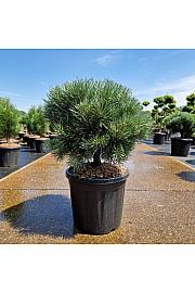 Pinus sylvestris Watereri C20 Lit. 50-60 cm Krogla