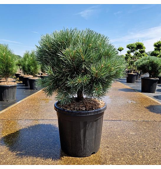 Pinus sylvestris Watereri C20 Lit. 50-60 cm Krogla
