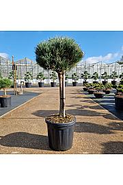 Pinus sylvestris Watereri C18 Lit. Na steblu 40 cm Krošnja 40 cm