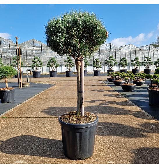 Pinus sylvestris Watereri C18 Lit. Na steblu 40 cm Krošnja 40 cm