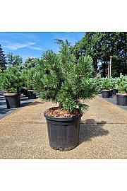 Pinus uncinata La Cabana C20 Lit. 50-60 cm
