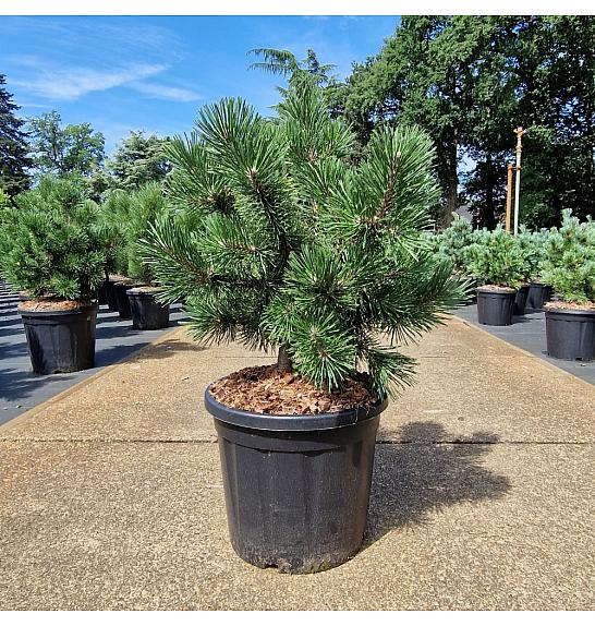 Pinus uncinata La Cabana C20 Lit. 50-60 cm