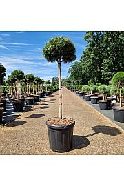 Pinus uncinata Wiel C18 Lit. Na steblu 60 cm Krošnja 30-35 cm
