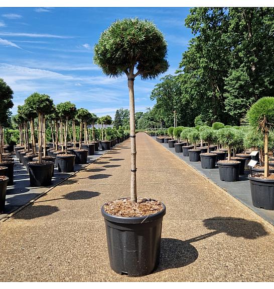 Pinus uncinata Wiel C18 Lit. Na steblu 60 cm Krošnja 30-35 cm