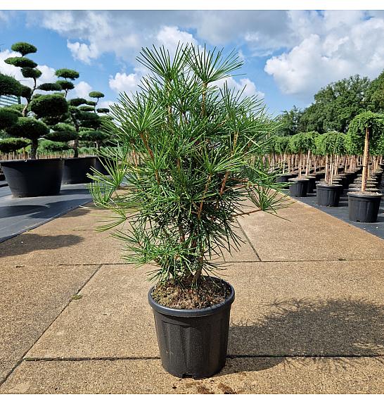 Sciadopitys verticillata C11 Lit. 40-60 cm