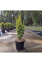 Taxus baccata Fast. David C8 Lit. 50-60 cm