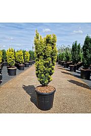 Taxus baccata Fast. David C15 Lit. 70-80 cm