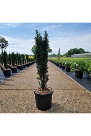 Taxus baccata Fast. Robusta C8 Lit. 60+ cm