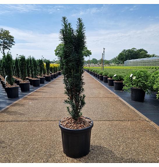 Taxus baccata Fast. Robusta C8 Lit. 60+ cm
