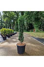 Taxus baccata Fast. Robusta C11 Lit. 70-80 cm