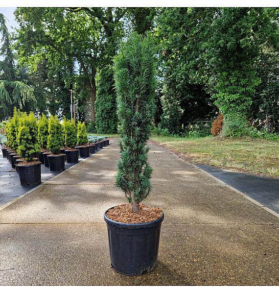 Taxus baccata Fast. Robusta C11 Lit. 70-80 cm