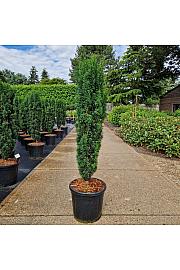 Taxus baccata Fastigiata C20 Lit. 100-120 cm