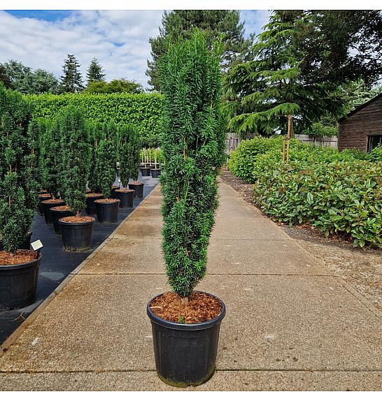 Taxus baccata Fastigiata C20 Lit. 100-120 cm