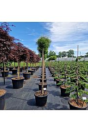 Thuja occ. Filiformis C45 Lit. Na steblu 140 cm