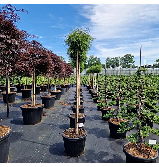 Thuja occ. Filiformis C45 Lit. Na steblu 140 cm