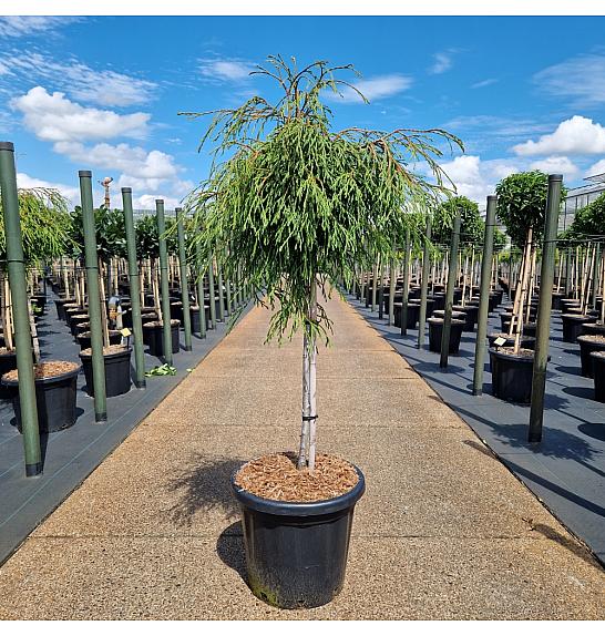 Thuja plicata Kagers Beauty C25 Lit. Na steblu 80 cm Krošnja 40-50 cm