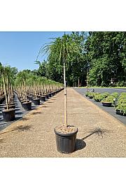 Thuja plicata Whipcord C11 Lit. Na steblu 75 cm