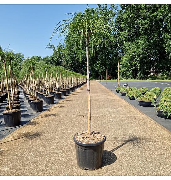 Thuja plicata Whipcord C11 Lit. Na steblu 75 cm
