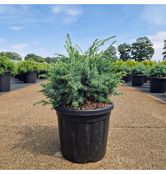 Juniperus chin. Blue Alps C8 Lit. 30-40 cm