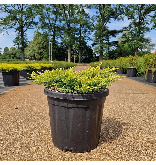 Juniperus comm. Goldschatz C8 Lit. 30-40 cm