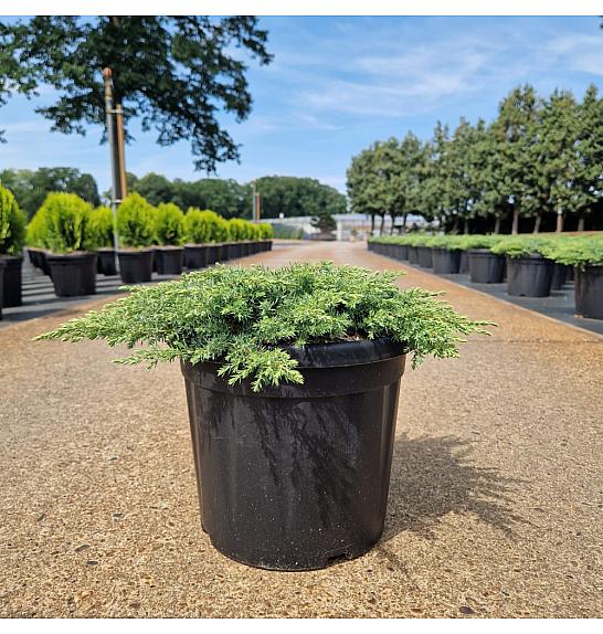 Juniperus comm. Green Carpet C8 Lit. 30-40 cm