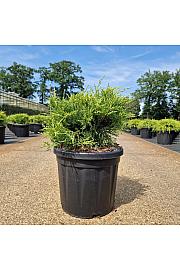 Juniperus pfitzeriana Old Gold C8 Lit. 30-40 cm