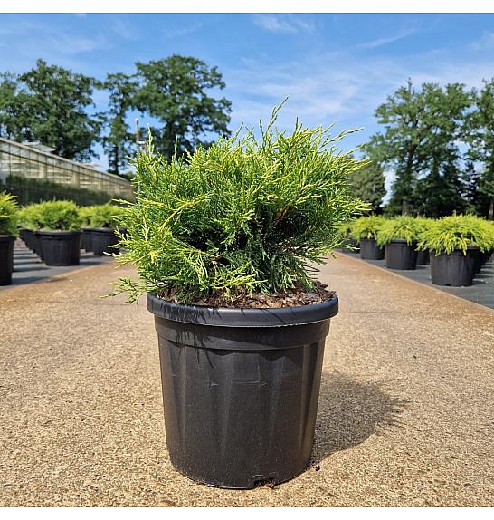 Juniperus pfitzeriana Old Gold C8 Lit. 30-40 cm