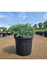Juniperus squam. Blue Carpet C8 Lit. 30-40 cm