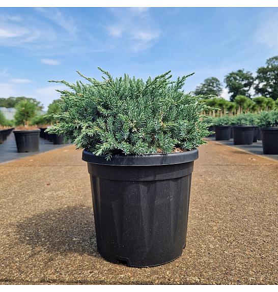 Juniperus squam. Blue Carpet C8 Lit. 30-40 cm