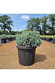 Juniperus squam. Blue Star C6 Lit. 30-40 cm