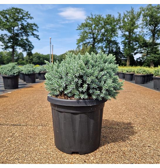 Juniperus squam. Blue Star C6 Lit. 30-40 cm