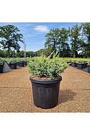 Juniperus squam. Holger C6 Lit. 30-40 cm