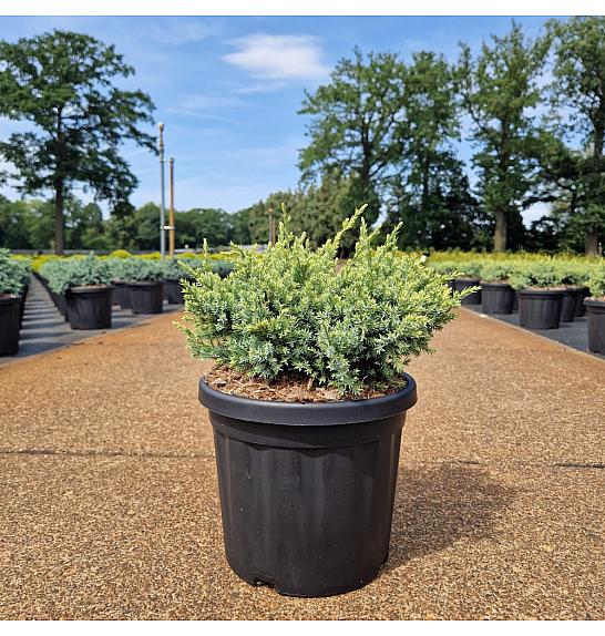 Juniperus squam. Holger C6 Lit. 30-40 cm