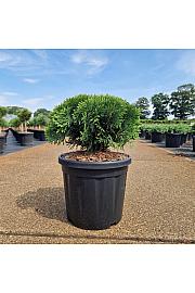 Thuja occ. Danica C8 Lit. 30-40 cm