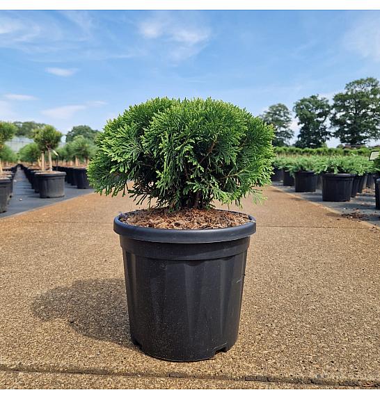 Thuja occ. Danica C8 Lit. 30-40 cm