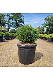 Thuja occ. Tiny Tim C8 Lit. 30-40 cm