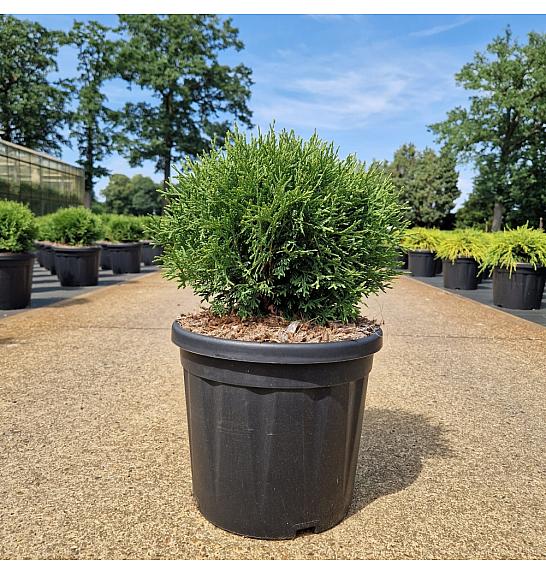 Thuja occ. Tiny Tim C8 Lit. 30-40 cm