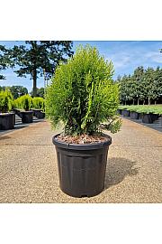 Thuja orient. Aurea Nana C8 Lit. 30-40 cm