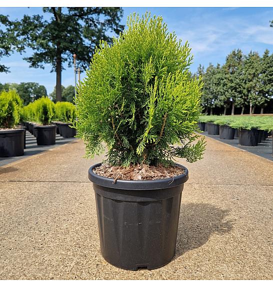 Thuja orient. Aurea Nana C8 Lit. 30-40 cm