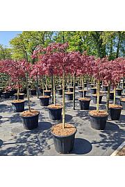 Acer palm. Inaba-shidare C35 Lit. Na steblu 90 cm Krošnja 60-70 cm