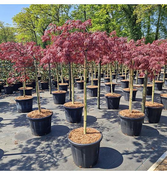 Acer palm. Inaba-shidare C35 Lit. Na steblu 90 cm Krošnja 60-70 cm